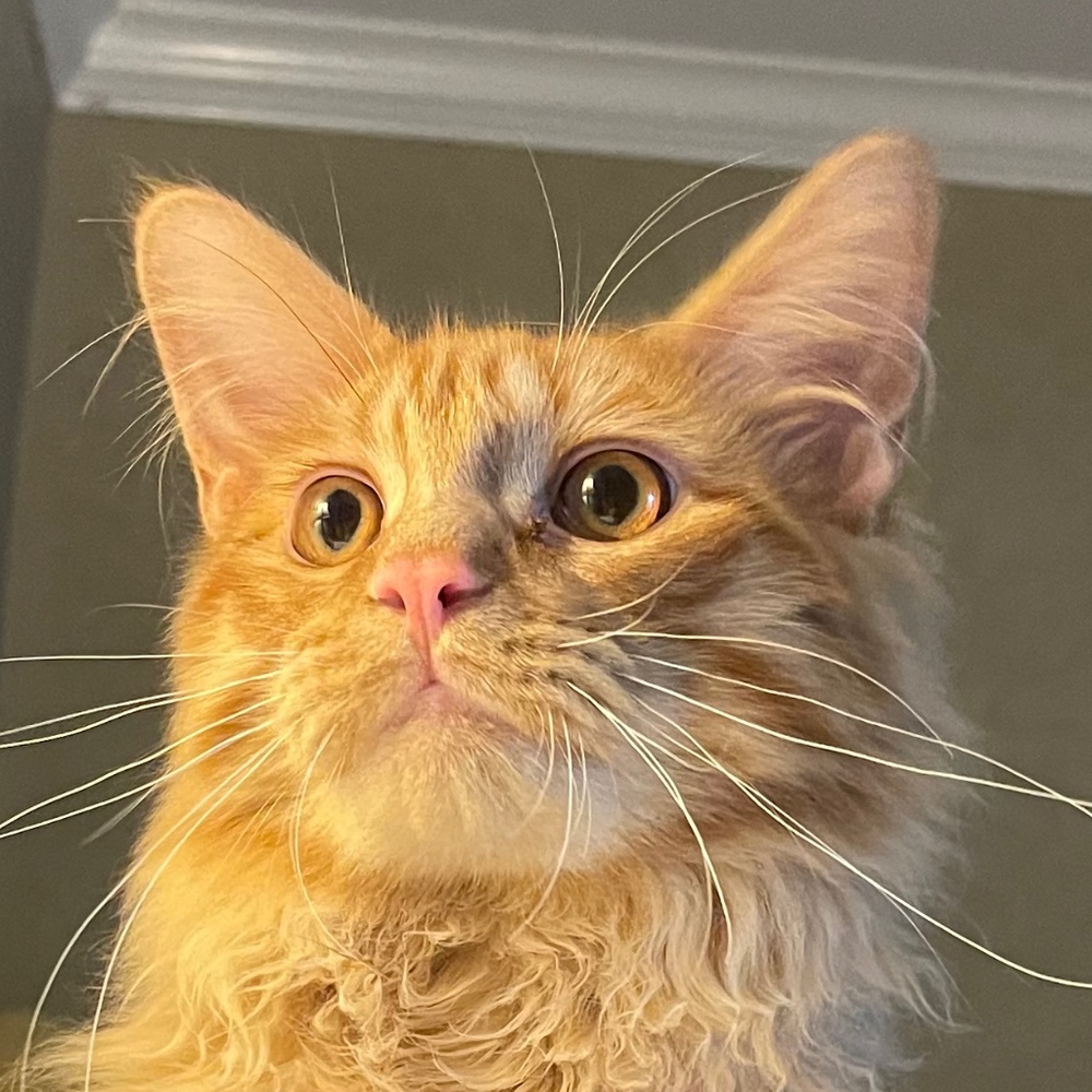 Meet your Posher, Posh